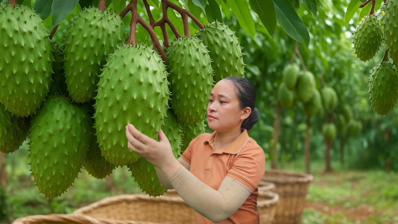 Harvesting 1000+ Soursop Fruits and Selling Them at the Market – Cooking and Building the Farm