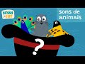 FOCA - SONS DE ANIMAIS | vídeo infantil educativo |SÉRIE ACHOU!