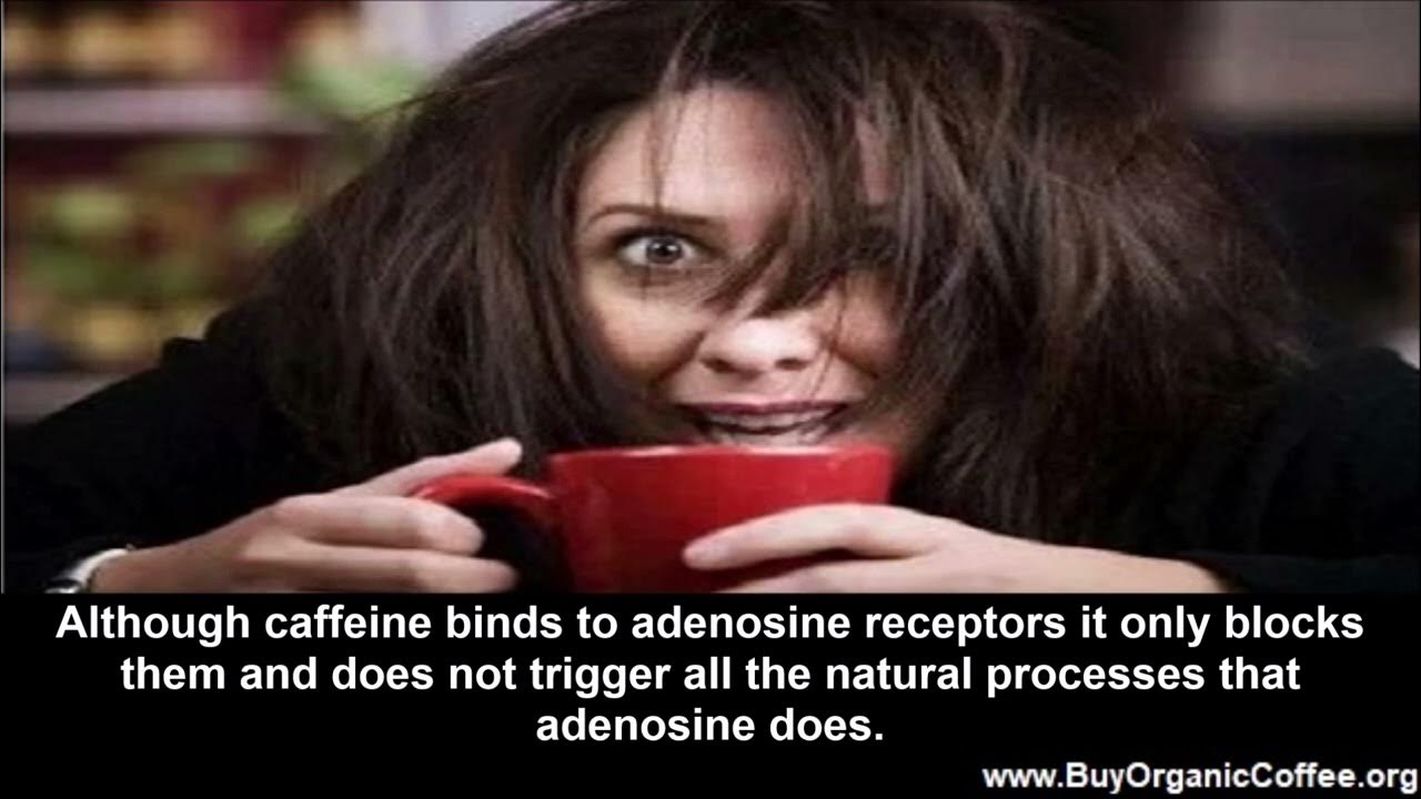 How Does Coffee Keep You Awake? YouTube