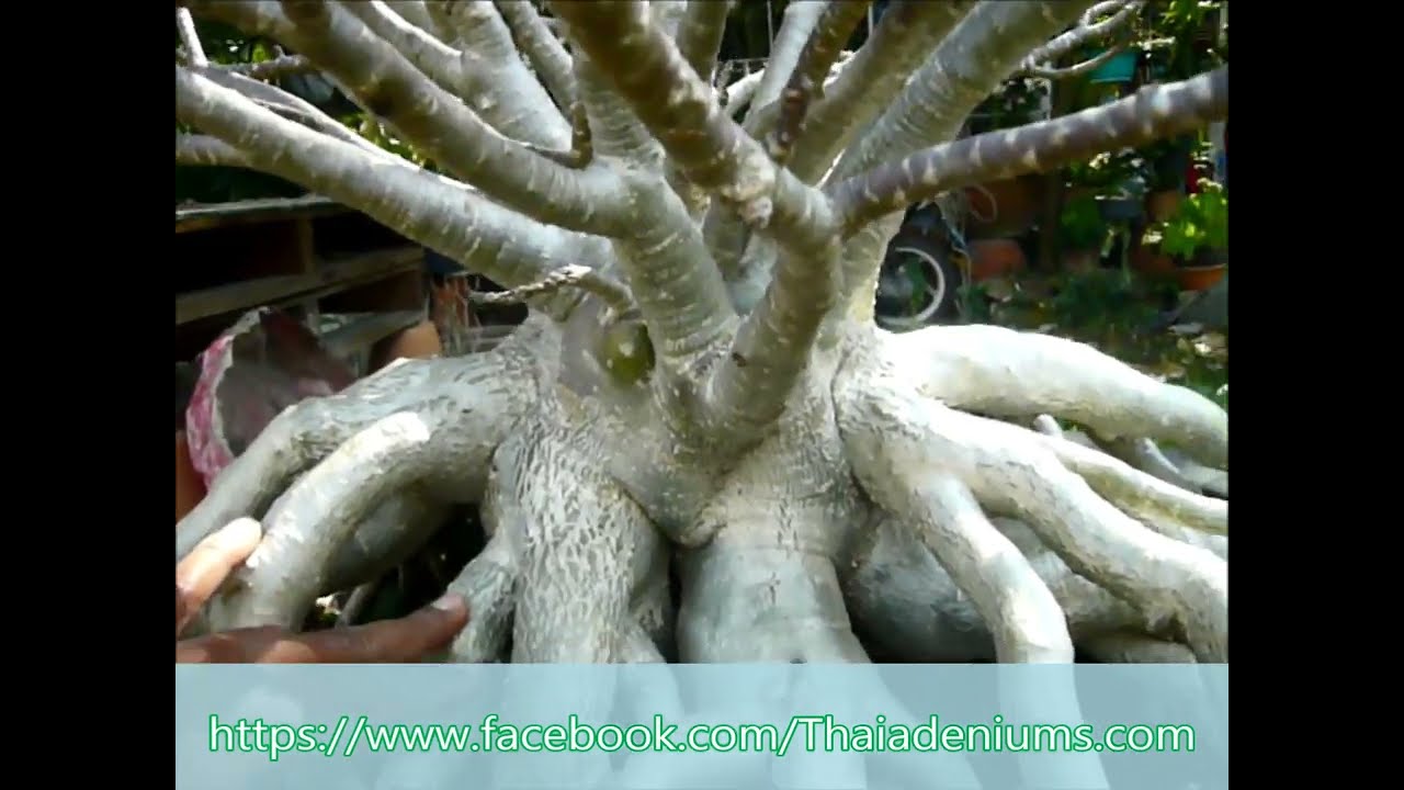 การเบนรากแก้ว ชวนชม