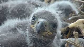 Decorah Eagles~N2B-Up Close and Personal-Some Sibling Rivalry-4.21.18