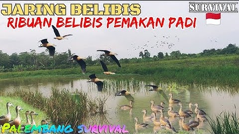 JARING BELIBIS‼️PEMAKAN PADI PETANI SENANG✅