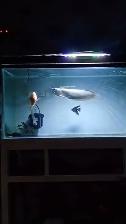 IKAN ARWANA DAN GURAME PADANG