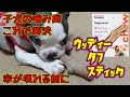 子犬の噛み癖で家が壊れる前に【ウッディータフスティック】