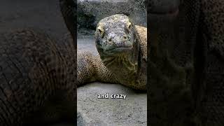Komodo Dragon Biggest Lizard Unleashed