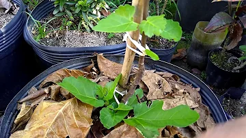 Como Adubar figueira em vaso?