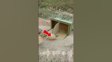OMG Look at This Bird Fall Into the Trap!#Trap #BirdTrap  #shorts #shortvideo #bimbooday