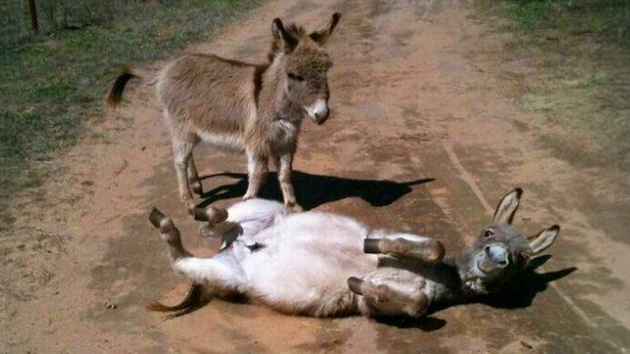 I didn't know Donkeys could be THIS FUNNY   🤣 Funny Cute Donkey Videos