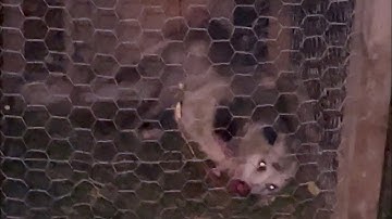 Possum Tom Qaib, Cuab Tau Lawm.  Tham Pem.