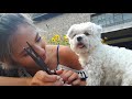 Hundehaar selber schneiden? So geht's | Grooming | tutorial | ByIri.