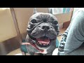 Французский бульдог Ася и ревность к кошке.   french_bulldog