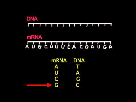 Video: Alin ang sequence ng nitrogen bases sa complementary DNA strand?