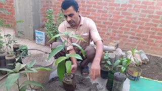 تفريد شتلات  فاكهة المانجو    .....    Separate mango fruit seedlings