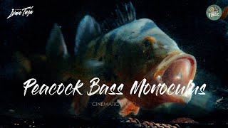 PEACOCK BASS MONOCULUS - Vinzz Predatorfish Bali (cinematic video)