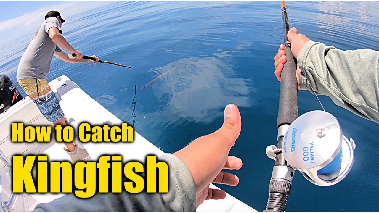 How to Catch Kingfish (Tips Bait Gear Explained) 