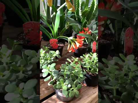 The Greenhouse |