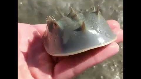 🔥Teeny Tiny Horseshoe Crab 🐚⚓