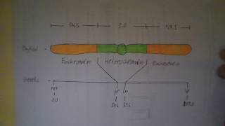 Chromosome Mapping in Eukaryotes