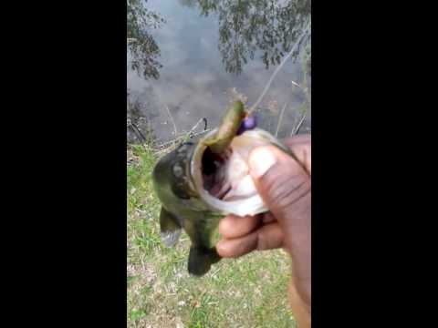 LARGE MOUTH BASS TIPS 2016