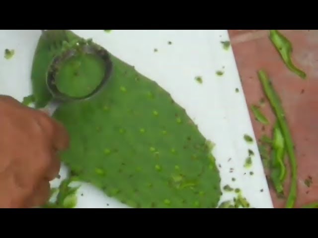 Cuchara Peladora De Nopales / Cactus Peeler Spoon / Cuchara Pela nopales
