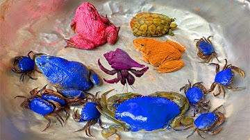 Kem Ốc và cua Chanel lái xe công nông đuổi theo con cua, cua xanh, rùa màu sắc, ếch xanh, máy xúc.