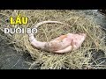 LẨU ĐUÔI BÒ GUỐC SÁCH • Sì Sụp Ngày Mưa Gió