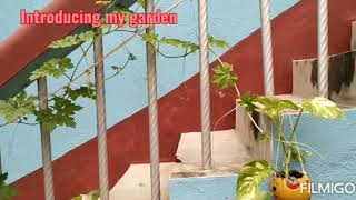 #Lockdown#Garden Decoration?#Rooftop Garden?#Presented by Susmita Mandal#sansthita?#nature