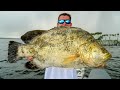 GIANT PREHISTORIC TRIPLETAIL! Catch Clean Cook (Tampa Bay Buoy Fishing)