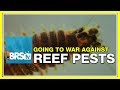 Week 49: How to prevent and treat reef tank pests | 52 Weeks of Reefing