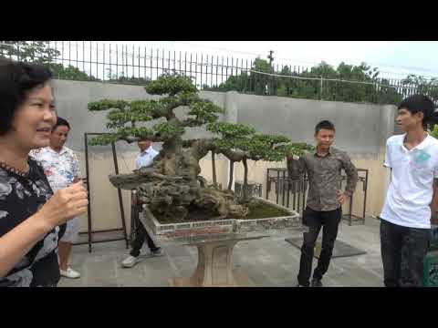 Video Bàn Giao cây tiền tỏi tại nhà vườn Thủy Dũng thái... - youtube