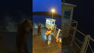 Ussuri Bear Explodes Onto The Ferry Ramp, Pinning You By The Rail