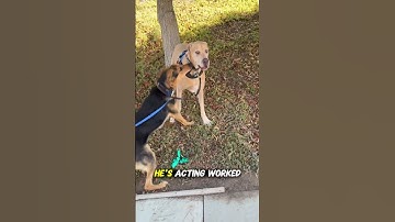 Is your dog getting too wild during play? 🐶