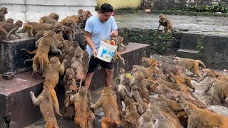 monkey eat banana and watermelon