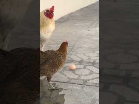 chicken laying egg