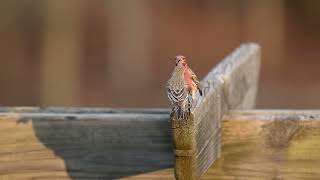 House Finch having a discussion