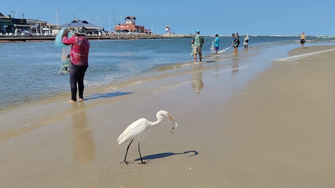 Pescarias de tarrafas, 20/02/25,  Barra de Tramandaí. Tarde de boto e raros peixes. 