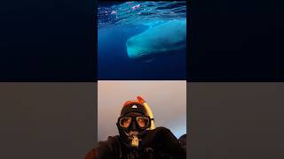 Would you jump into arctic water with a whale?! #travel #norwaytrip