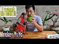 Monkey YoYo JR eats gourds and drinks milk | Monkey Baby YoYo