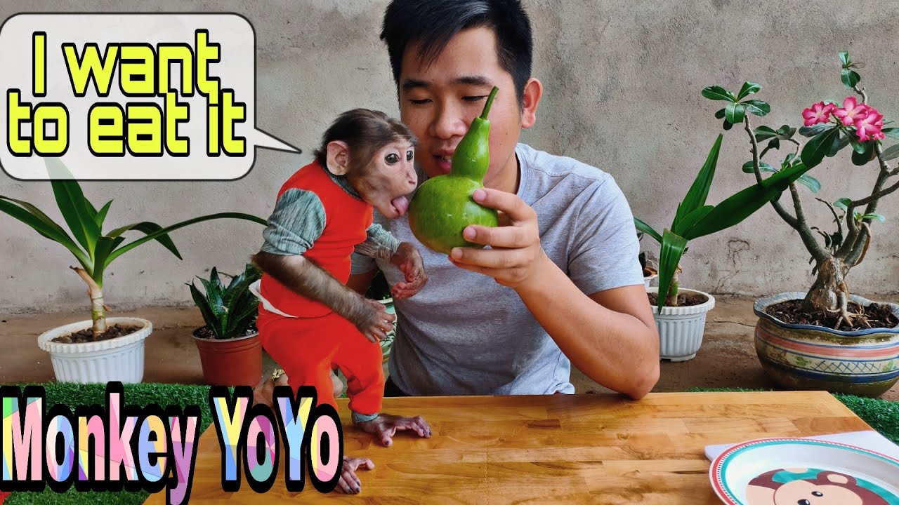 Monkey YoYo JR eats gourds and drinks milk Monkey Baby YoYo YouTube