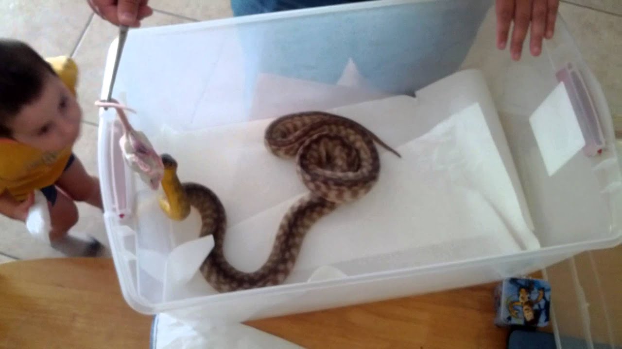 Unboxing woma python pt.1 - YouTube