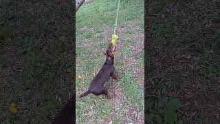 German Terrier 7Months Jagdterrier