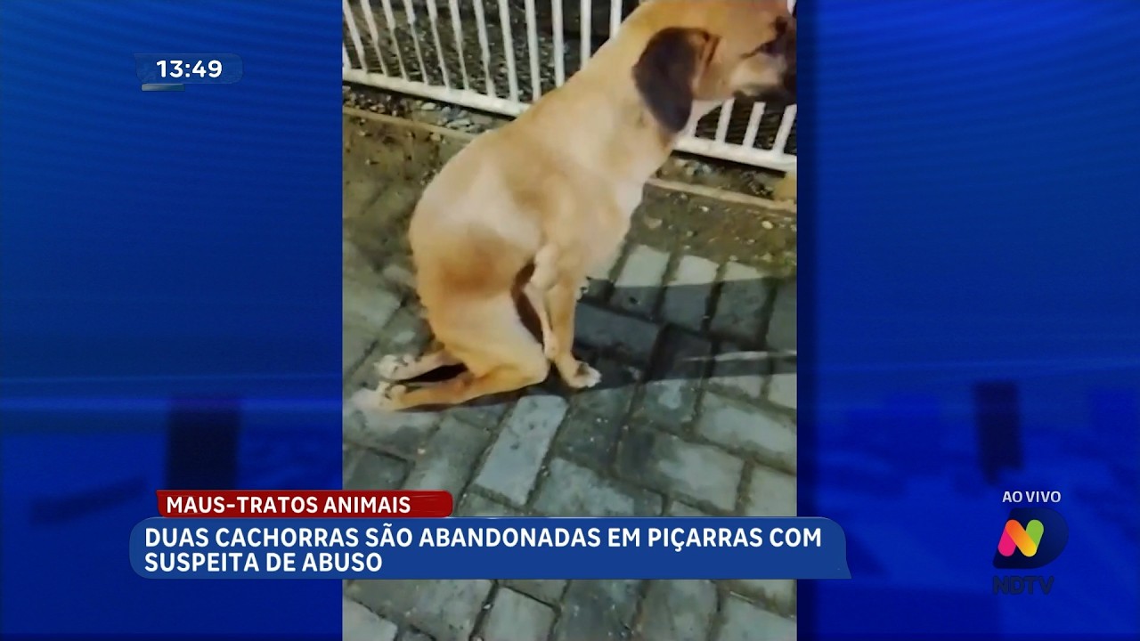 Duas cachorras são abandonadas em Piçarras com suspeita de abuso
