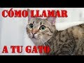 Cómo llamar a tu gato