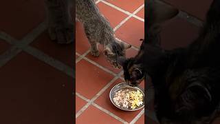 Kitten prefers to eat from her mom’s bowl🧡