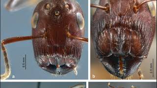 Estas Hormigas Recién Descubiertas Explotan Sus Tripas Sobre Sus Enemigos