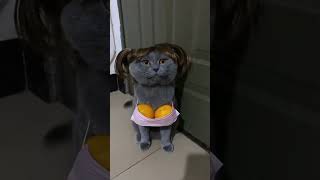 cat funny video