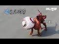 축구선수 즐라탄이 개로 태어난다면 바로 이 댕댕이시다 ㅣThis Dog Would Be An Incarnation Of Zlatan