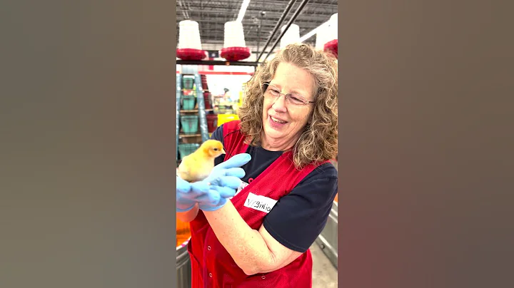 Tips for Handling Chicks | Tractor Supply Co. - DayDayNews