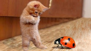Funny fluffies / Funny moments with animals 2024 / #58