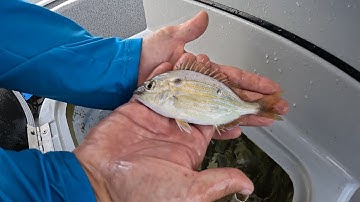 How To Catch LOTS OF PINFISH EASILY #fishingtips